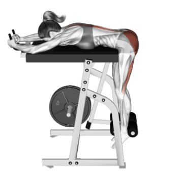 reverse hyper workout home gym